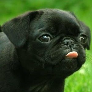 Meet your Posher, Diego